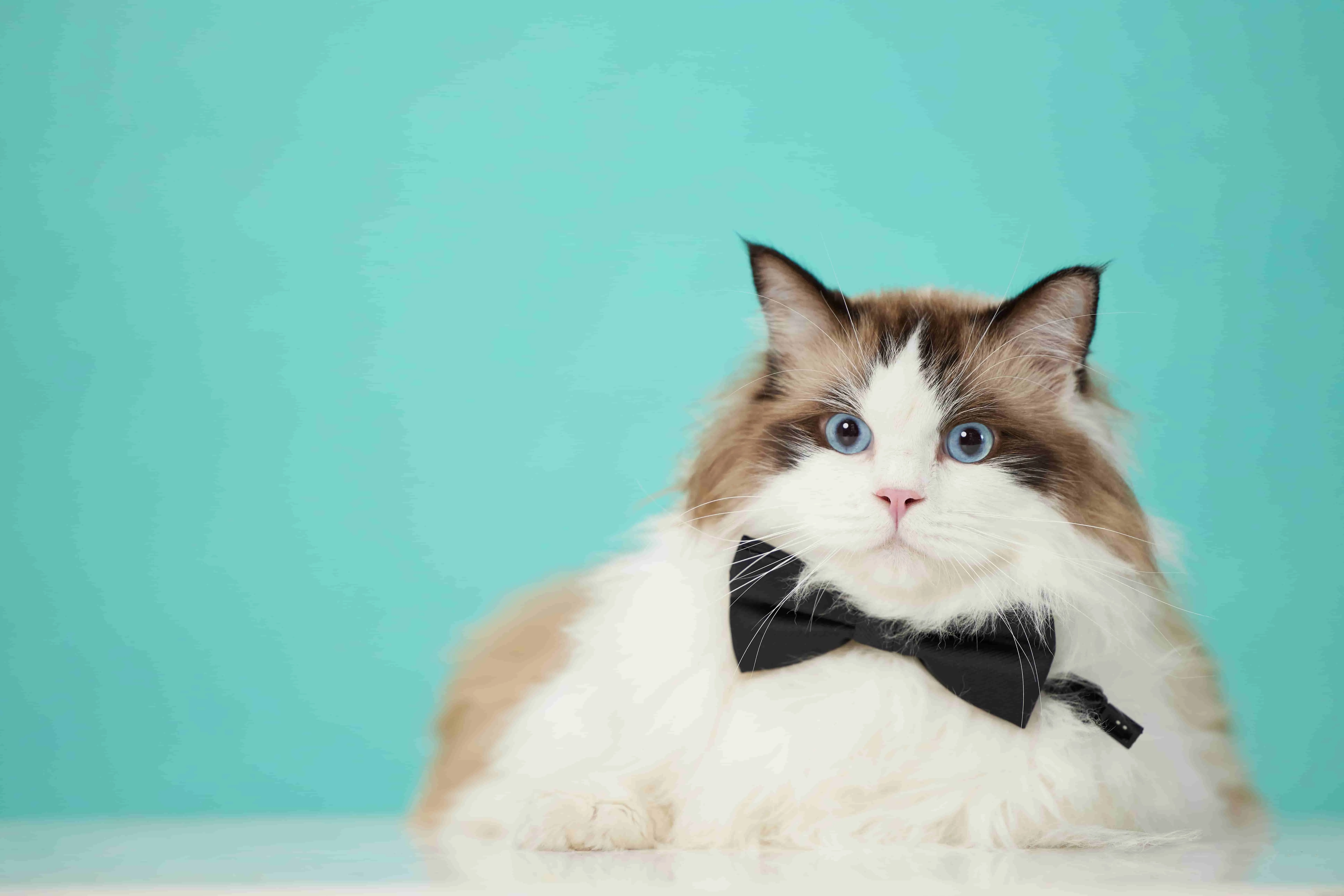 25年全球宠物护理市场将达2070亿美元，高端化与健康产品成增长主力