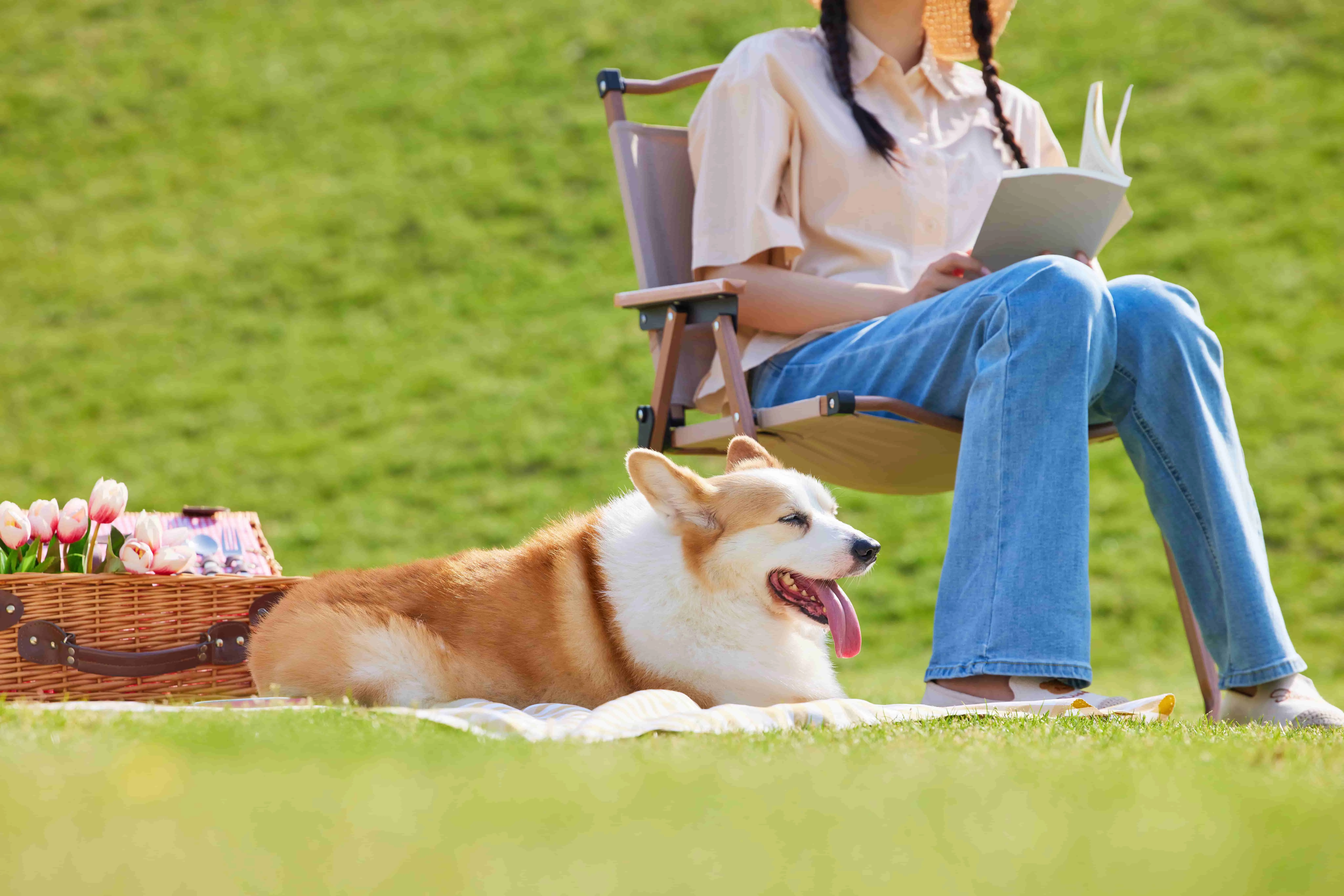 26年全球宠物科技市场将达191亿美元，智能设备需求上升